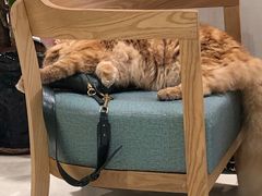 -藏猫猫咖啡主题馆(中央大道店)