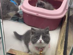 -糯米喵星人总部直营旗舰店·猫舍·幼猫出售