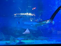 -烟台海昌鲸鲨海洋公园