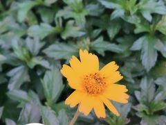 -深圳仙湖植物园-停车场