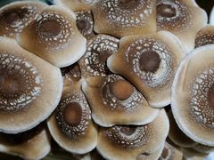 -鲜货俚鲜火锅(青果路店)