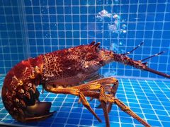 -潮上潮(南中环店)