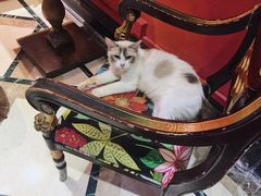 -猫色咖啡·猫咖