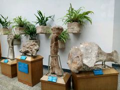 -自贡恐龙博物馆