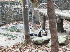 -都江堰中华大熊猫苑