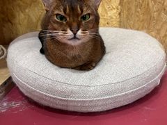 -和它·交个朋友·狗咖猫咖(爱琴海店)