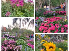 -深圳市中科院仙湖植物园