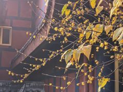 -峨眉山报国寺