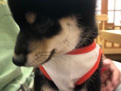 -豆柴町-柴犬主题狗咖(红鼎国际C座店)