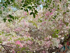 -深圳国际园林花卉博览园