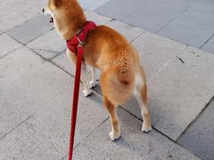 -南京Hallo宠物乐园·哈罗犬舍·柴犬繁育基地