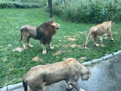 -北京野生动物园