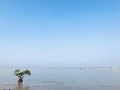 -宝安西湾红树林湿地公园