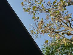 -三垟湿地