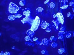 -烟台海昌鲸鲨海洋公园