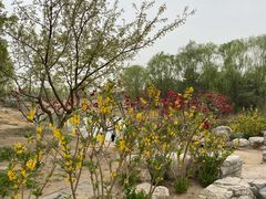 -大兴滨河森林公园