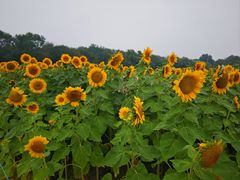 -北陵公园