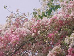 -深圳国际园林花卉博览园