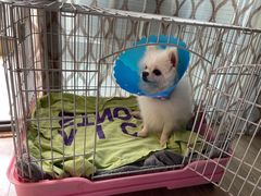 -伟伟宠物医院·CT影像中心·瑞派犬猫综合性门诊(汉口总院)