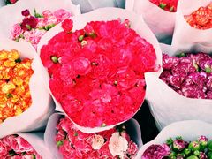 -溪岸路花鸟市场