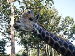 -清迈夜间动物园