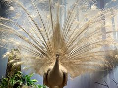 -陕西自然博物馆