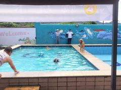 -趣玩宠物乐园寄养训犬训狗游泳池