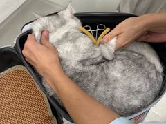 -汪喵宠物医院·骨科心脏影像·犬猫急重症ICU诊疗中心(成华分院)