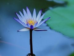 -桐乡植物园
