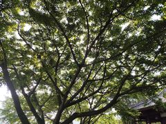 -望江楼公园