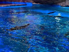 -海合安青岛极地海洋公园