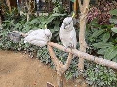 -南宫五洲植物乐园