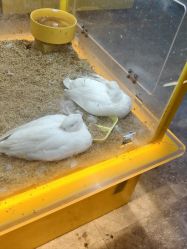 点击看大图 -神奇动物撸宠馆·羊驼·小浣熊·异宠(豫园店)