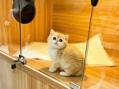 -猫十亿·布偶金渐层·曼基康矮脚猫舍(青年路店)