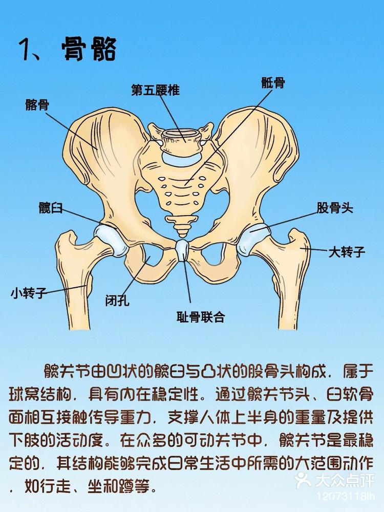 髋骨疼在哪个位置图片图片