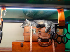-猫咪博物馆(顶澳仔猫街店)