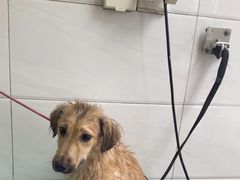 -利又安动物医院··老年病·猫科犬科·中兽医