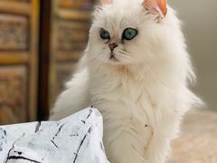 -喵屿·大理花园猫咖