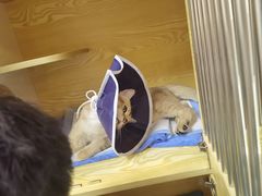 -pd派德宠物中心医院24H急重症·眼科中心·血液透析中心(嵩山北路店)