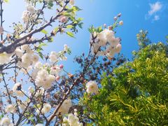 -天适樱花悠乐园