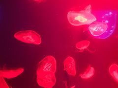 -福州罗源湾海洋世界旅游区