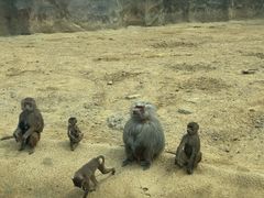 -杭州野生动物世界