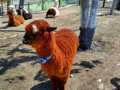 -新疆天山野生动物园