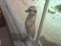 -萌宠奇缘