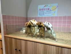 -Moni星球萌宠·小马宝莉·灵蛇·高端高阶全萌宠互动体验俱乐部(红豆国际广场店)