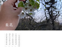 -梅花山(明孝陵内)