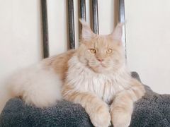 -70cat德文卷毛猫·缅因猫纯种猫舍