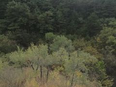 -磬锤峰森林公园