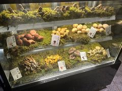 -滇野云南野生菌餐厅(陕西南路店)