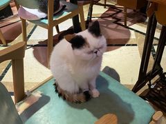 -猫色咖啡·猫咖